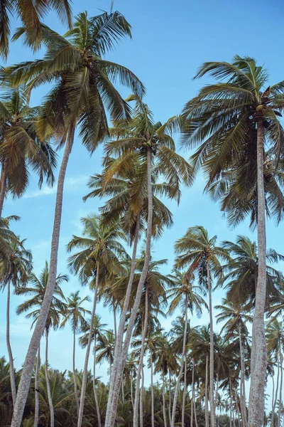 Nízkoúhlý Záběr Kokosových Stromů Pláži — Stock fotografie