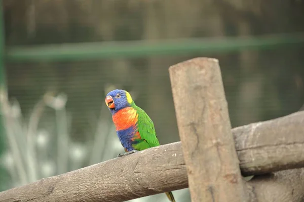 Ein Schöner Loriini Papagei Der Auf Einer Holzoberfläche Vor Verschwommenem — Stockfoto