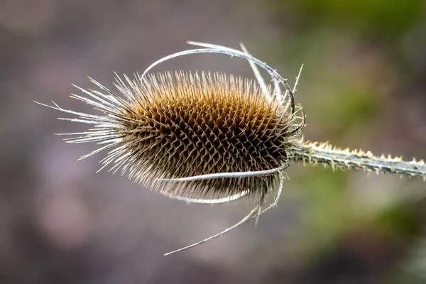 Ένα Κοντινό Πλάνο Του Φυτού Του Τσαγιού Φόντο Θαμπάδα — Φωτογραφία Αρχείου