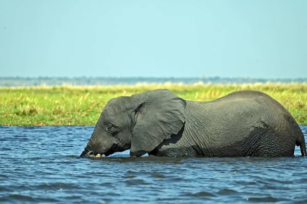 ボツワナのチョベ国立公園内にある1頭の象がチョベ川を渡ります — ストック写真