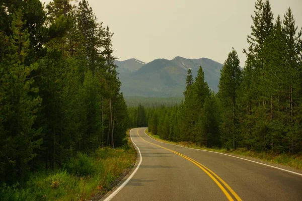 Widok Drogi Asfaltowej Między Zielonymi Drzewami Parku Narodowym Yellowstone Usa — Zdjęcie stockowe