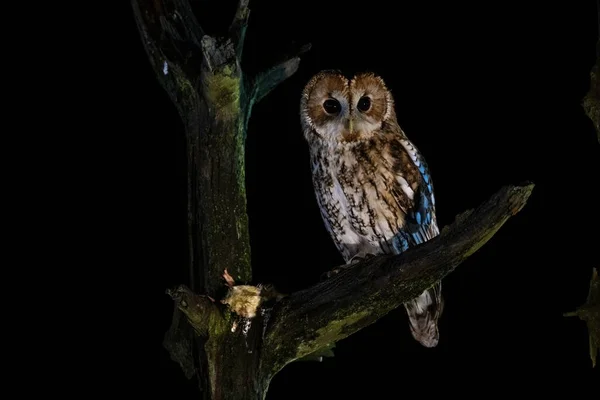 Tawny Owl Perched Branch Tree Background Dark Night Sky — Stock Photo, Image