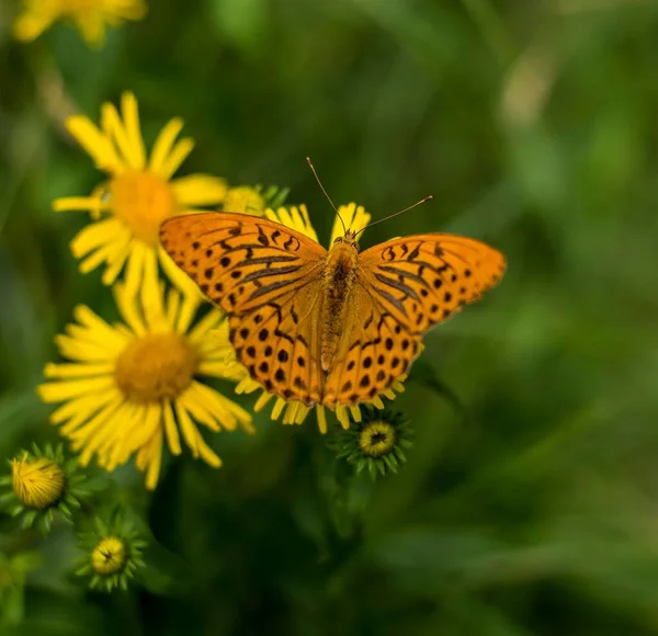Egy Ezüst Mosású Pillangó Közelsége Gyönyörű Sárga Virágokon Kertben — Stock Fotó