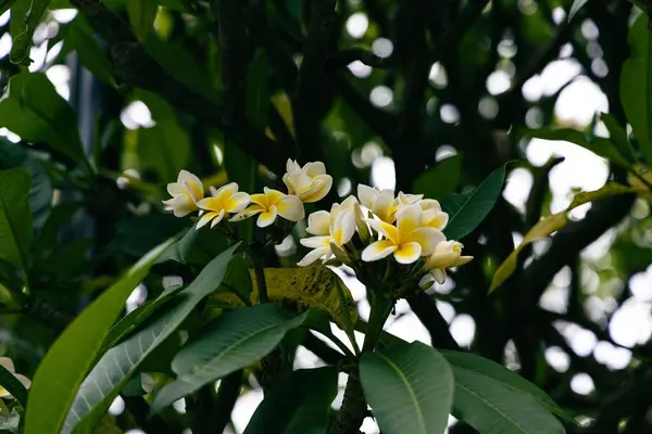 Nahaufnahme Einer Blüte Mit Weißem Blütenblatt Plumetia Frangipani Umgeben Von — Stockfoto