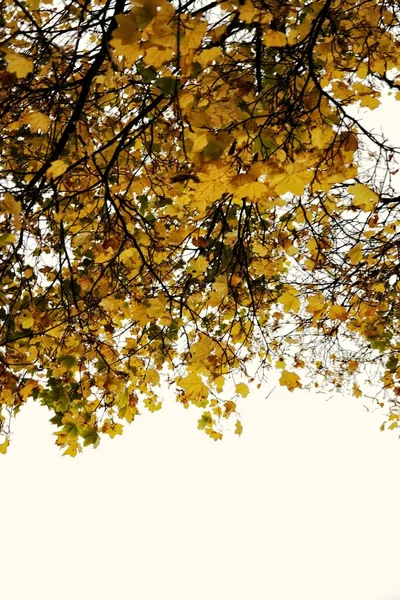 Ağaç Dallarındaki Sonbahar Yapraklarının Beyaz Arkaplana Karşı Dikey Çekimi — Stok fotoğraf