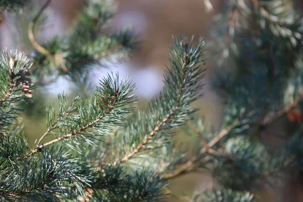 Selective Closeup Pine Branches Sunlight — Stock Photo, Image