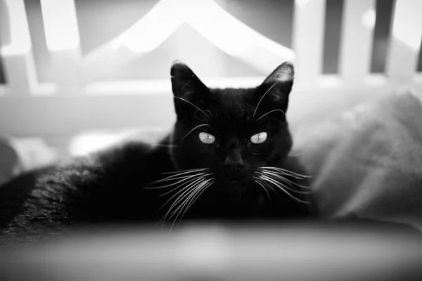 一只黑猫看着摄像机 — 图库照片