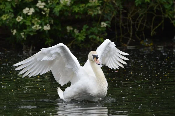 Elegante Cisne Mudo Abriendo Sus Alas Blancas Para Prepararse Para —  Fotos de Stock