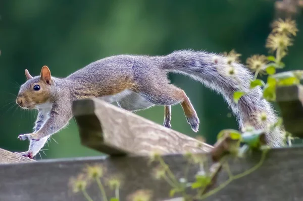Ein Eichhörnchen Steht Auf Einem Holzzaun — Stockfoto