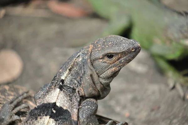 Bulanık Bir Arkaplana Karşı Vahşi Gri Bir Iguananın Yakın Plan — Stok fotoğraf