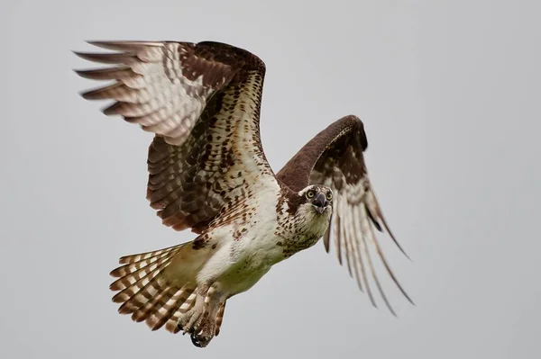 Ένα Κοντινό Πλάνο Ενός Όσπρεϊ Που Πετάει Ανοιχτά Φτερά Του — Φωτογραφία Αρχείου