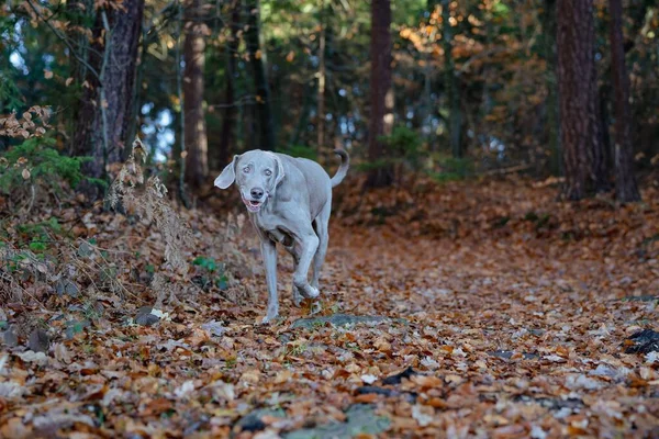 Tatlı Weimaraner köpeği bulanık arka planda ormanda mutlu bir şekilde yürüyor.