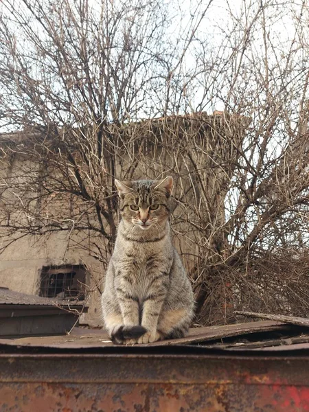 一只可爱的流浪猫在街上的垂直镜头 — 图库照片
