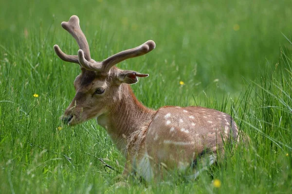 在大曼彻斯特鲍登的一个绿色牧场上捕获了一只欧洲休养鹿达玛 — 图库照片