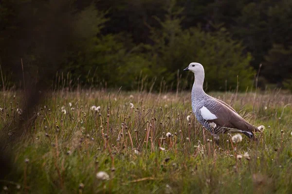 Patagonian Goose Lapataia Ushuaia — Stock Photo, Image