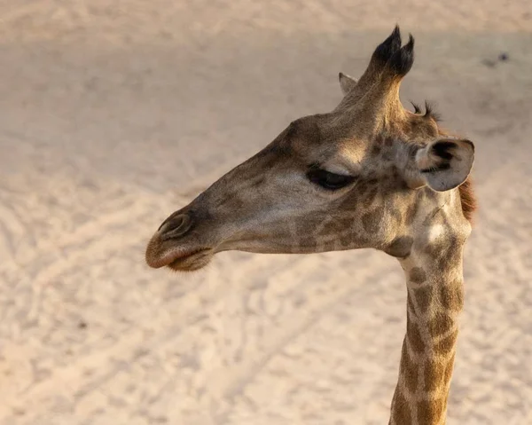 Nahaufnahme Des Langen Halses Einer Angolanischen Giraffe Sandiger Wüste — Stockfoto