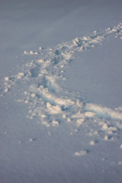 Pegadas Neve Branca — Fotografia de Stock