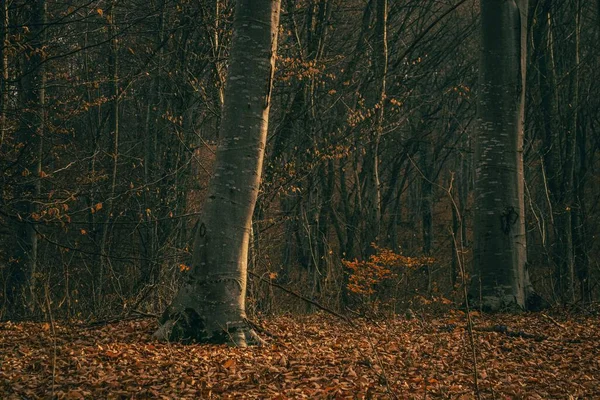 Két Egy Őszi Erdőben Fákkal Háttérben — Stock Fotó