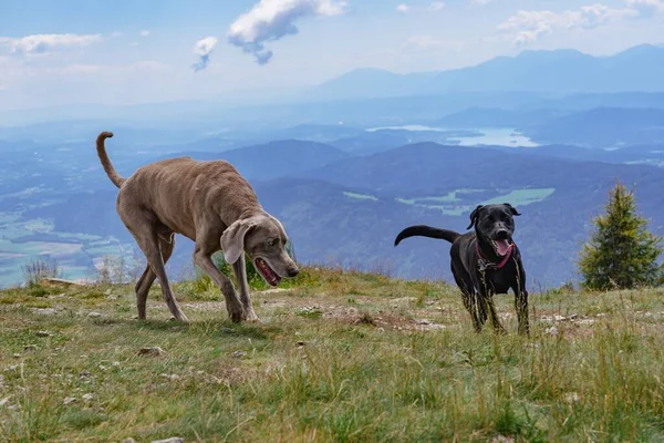 Cute Weimaraner Dogs Walking Playing Gerlitzen Alps Background Daytime — Stock Photo, Image