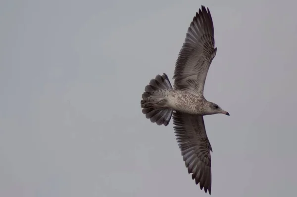 在天空的背景下飞行的海鸥 — 图库照片