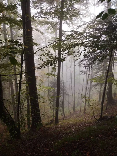 Pionowe Ujęcie Zielonych Sosen Lesie Pod Zamglonym Niebem — Zdjęcie stockowe