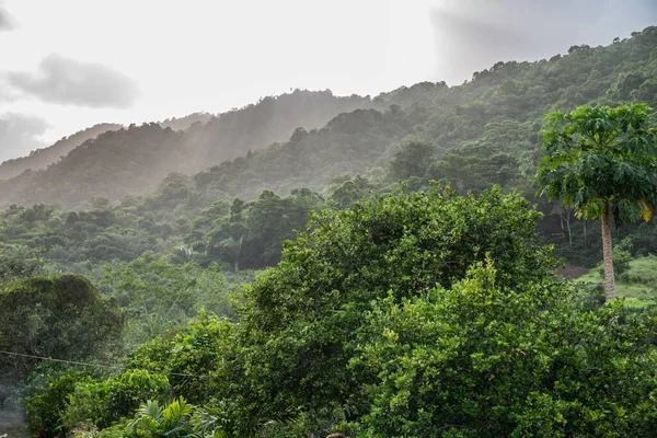 Piękna Scena Drzew Leśnych Mglistym Niebem Chmurami Horyzoncie — Zdjęcie stockowe