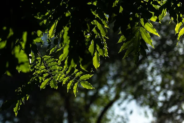 Μια Επιλεκτική Εστίαση Του Φωτός Χτυπώντας Πράσινα Φύλλα Στον Κήπο — Φωτογραφία Αρχείου