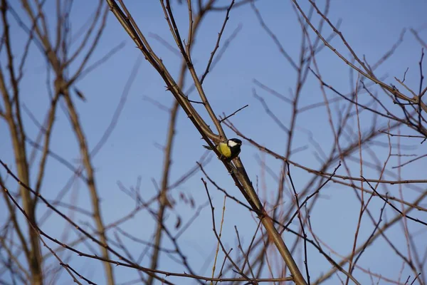 Little Great Tit Parus Major Resting Branches Naked Tree Blue — Stockfoto