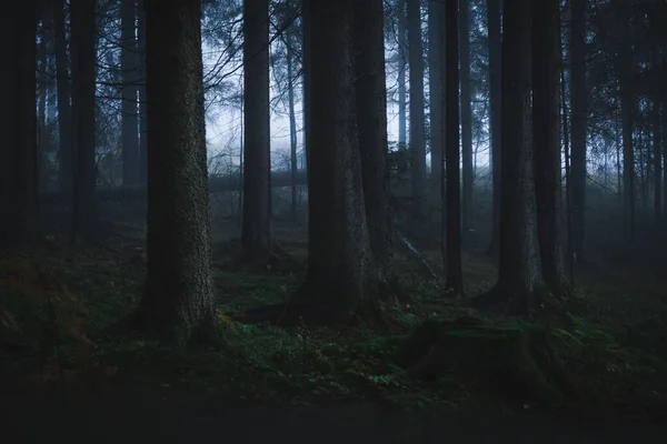 Egy Gyönyörű Kép Egy Sötét Homályos Erdőről — Stock Fotó