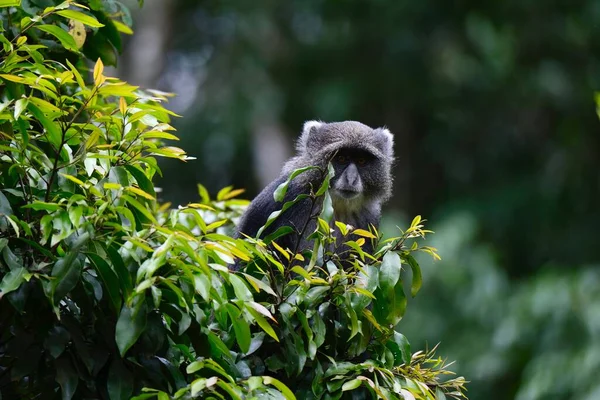 Nahaufnahme Eines Samango Affen Der Hinter Dem Grünen Busch Die — Stockfoto