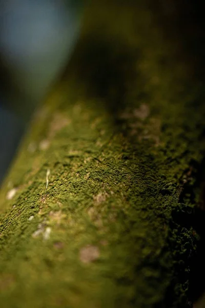 Svislý Výstřel Zeleného Mechu Starém Dřevěném Povrchu — Stock fotografie