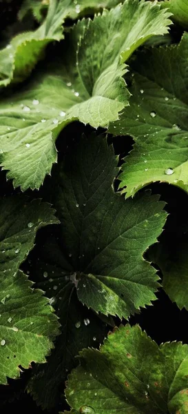 Güzel Bir Islak Yaprak Dokusu Arkaplanı — Stok fotoğraf