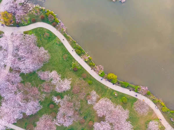 East Lake Cherry Blossom Park Also Called Wuhan Moshan Cherry — Stock Photo, Image