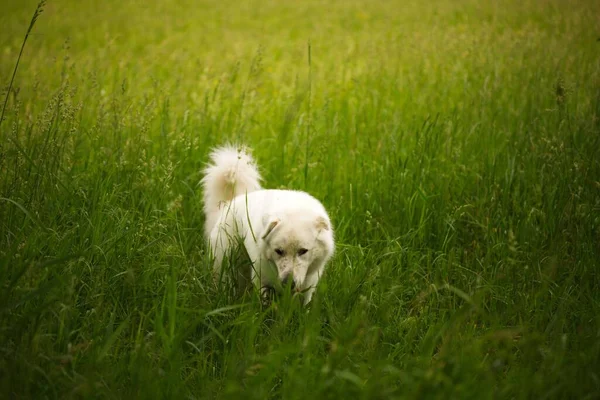 芝生の緑のフィールドにふわふわの白いマレマノのシープドッグの美しいショット — ストック写真