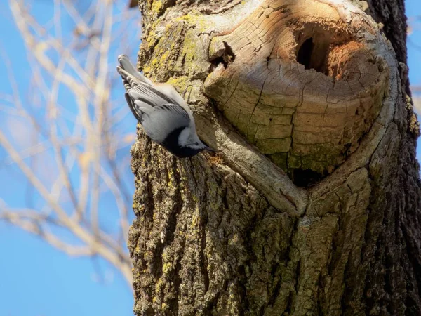 Vahşi doğada tahta bir kütüğün üzerinde duran beyaz göğüslü bir Nuthatch 'ın yakın plan çekimi.