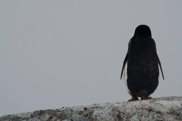 Plan Rapproché Pingouin Debout Vers Arrière Sur Une Surface Rocheuse — Photo