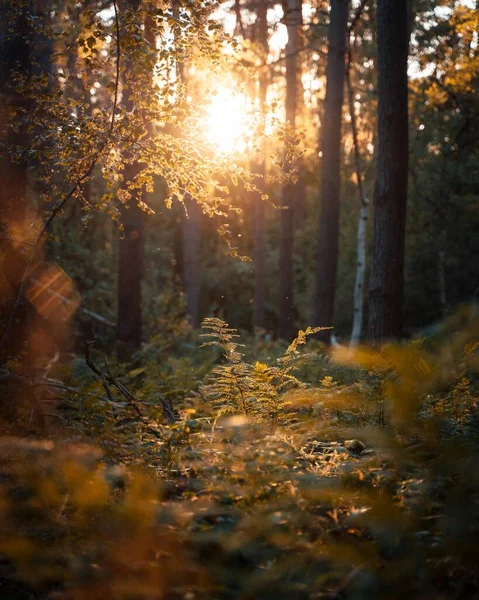 一缕金黄的阳光透过茂密的森林树叶渗出 — 图库照片