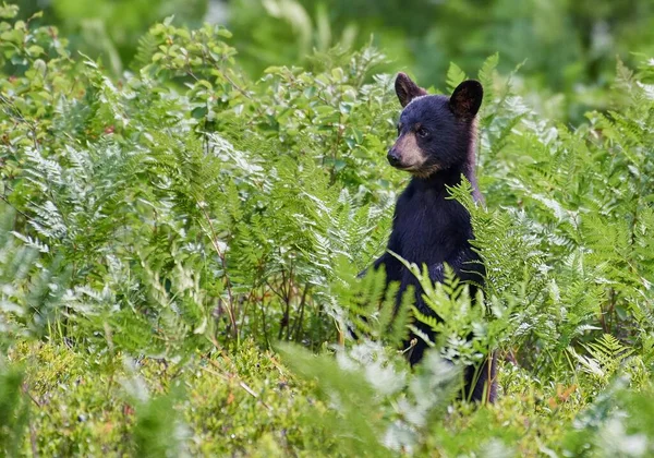 Cachorro Oso Negro Los Arbustos Durante Día —  Fotos de Stock