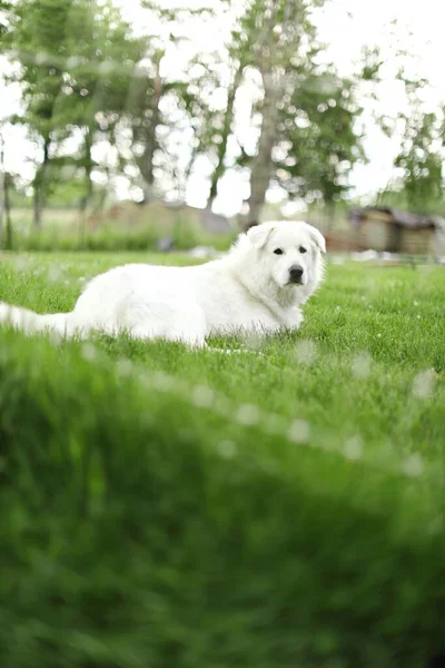 Eine Vertikale Aufnahme Eines Maremmano Abruzzen Schäferhundes Der Gras Ruht — Stockfoto