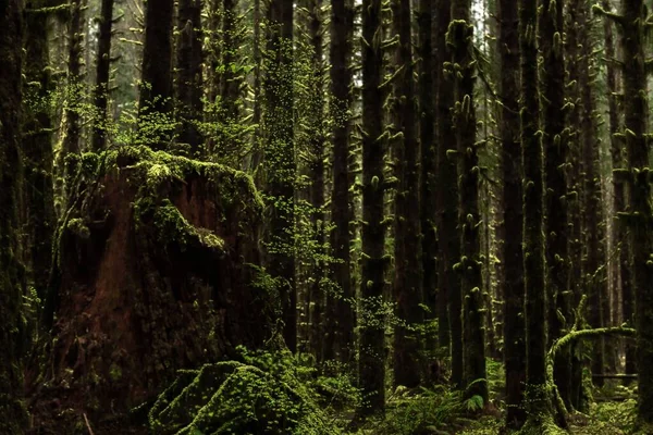 Tiro Perto Uma Árvore Corte Coberta Musgo Parque Nacional Olímpico — Fotografia de Stock