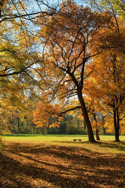 Вертикальний Знімок Паркового Пейзажу Жовтим Осіннім Листям — стокове фото