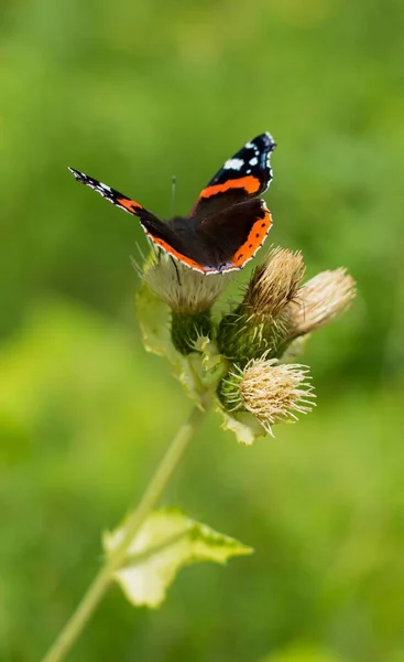 庭の美しい植物に赤い提督蝶の垂直閉鎖 — ストック写真