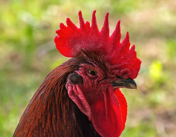 Portrait Red Rooster — Stock Photo, Image