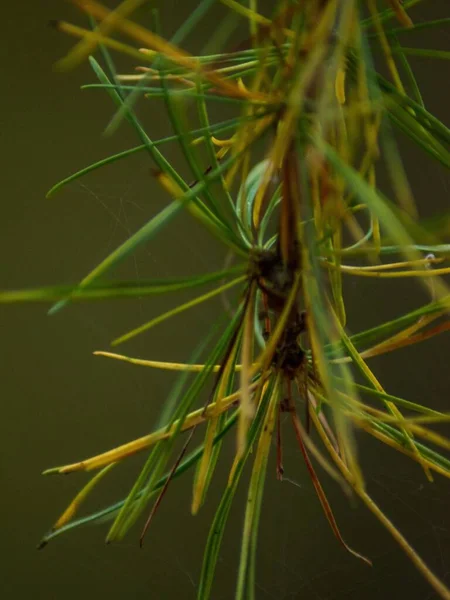 Eine Vertikale Nahaufnahme Einer Pflanze Vor Verschwommenem Hintergrund — Stockfoto