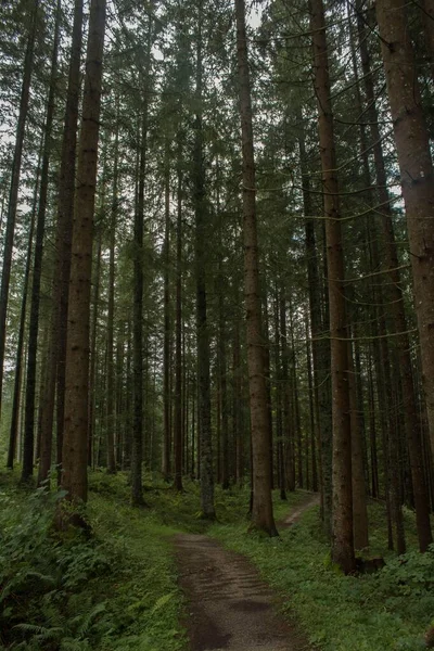 Egy Függőleges Felvétel Egy Ösvényről Egy Zöld Fenyőerdőben — Stock Fotó