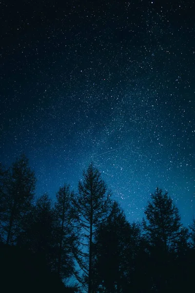 Yıldızlı Gökyüzünün Arka Planında Sık Ağaçlardan Oluşan Bir Siluet — Stok fotoğraf