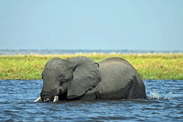 Ein Einzelner Elefant Überquert Den Chobe River Chobe National Part — Stockfoto