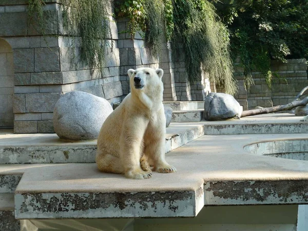 动物园里一只白熊坐在石质地面上 — 图库照片