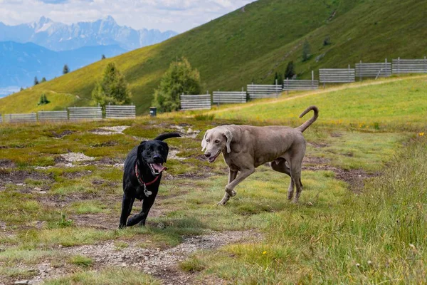 Los Perros Weimaraner Lindo Caminar Jugando Campo Con Los Alpes —  Fotos de Stock