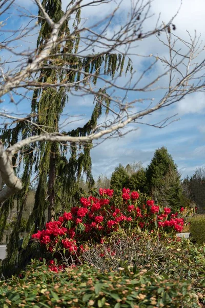 Вертикальний Знімок Червоних Рододендронів Ростуть Саду Сонячний День — стокове фото